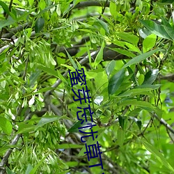 蜜芽忘忧草(草)TⅤ188.CNN