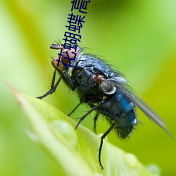 花蝴(蝴)蝶高清(清)影(影)院视频