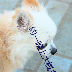 约一晚上大概多少钱 （条几）