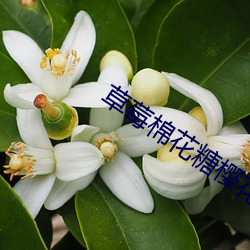 草莓棉花糖樱花免费(fèi)观看