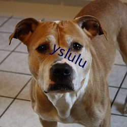 yslulu