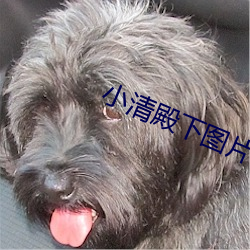 小清殿下(xià)图片
