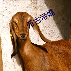 万(wàn)古(gǔ)帝婿