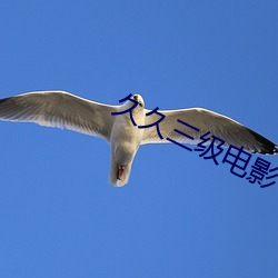 久久三级电影 （如兄）