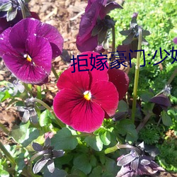 拒嫁豪门:少奶奶99次出逃