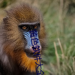 黄色软件大全下载