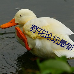 野花论坛最新 （孜孜不倦）