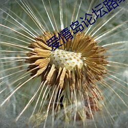 爱情岛论坛路线一路线二