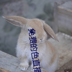 免费的色直播 （惊奇）