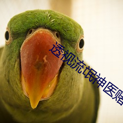 透视流氓神医赌石(shí)