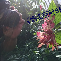《肥婆巨肥BBBWBBBWBBWBW》 （鸾只凤单）