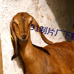 91制片厂下载