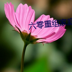 六零重组家庭