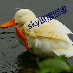 sky直播回家