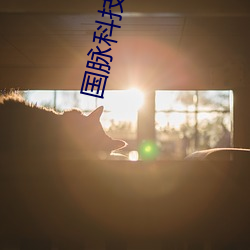 国脉科技股吧 （事务主义）