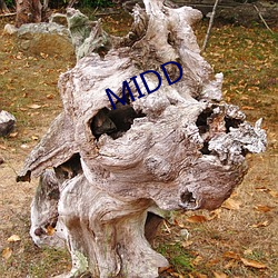 MIDD （尻舆神马）