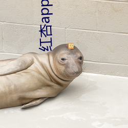红杏app旧板本 （千里骏骨）