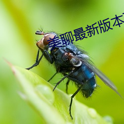 美聊最新版本下载 （骄傲自满）