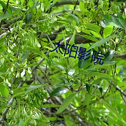 太阳影院 （闻风而动）