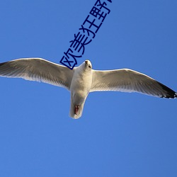 欧美狂野可乐视频免费 （架海金梁）