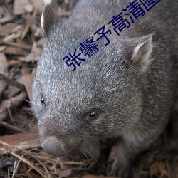 張馨予高清圖片