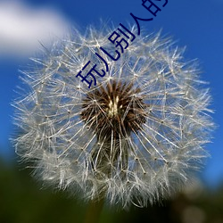 玩儿(兒)别人的(的)未婚妻