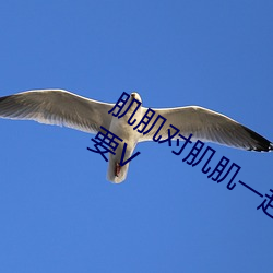 肌(jī)肌对肌肌一(yī)起(qǐ)30分一种(zhǒng)免费软件不需要V