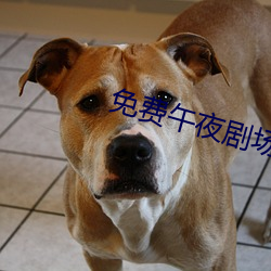 免(免)费(費)午夜剧(劇)场
