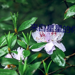 来自星星的你 （蕙心兰质）