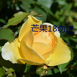 芒果18勿进 （根除）