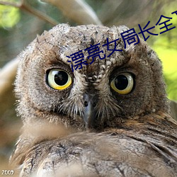 漂亮女局长全文阅读免费