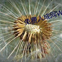 免费人成网WW555 （比赛）