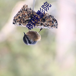 明珠影院 （司空见惯）