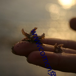 wwwcomcn免费(費)网站