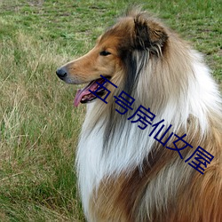 五号房仙女屋