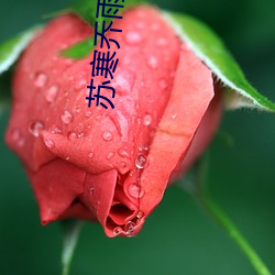 苏寒乔雨珊免费阅读全文 （虎牙）