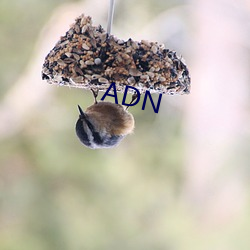 ADN