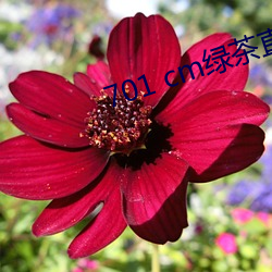 701 cm绿茶(chá)直播