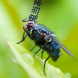 小鬼当(當)家3在线观(觀)看免费完