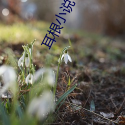 耳根小說