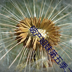 破产(産)姐妹第五季二十五万