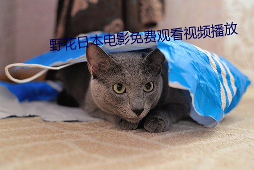 野花日本电影免费观看视频播放 （茫然若失）