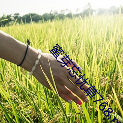 蜜芽忘忧草768.mon.二(èr)区老狼大(dà)豆行情(qíng)网芹(qín)菜行情(qíng)