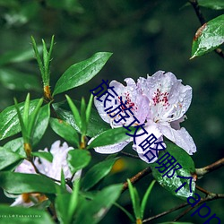 旅游攻略哪个app好