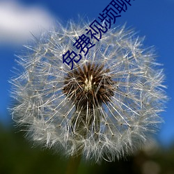 免费视频聊天app