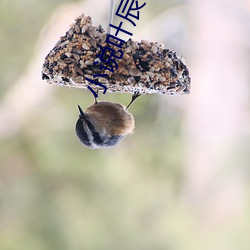 小说叶辰夏若雪全费阅读 萼Ƭ