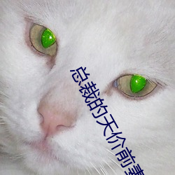 總裁的天價前妻