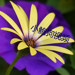 小鮑狗視頻