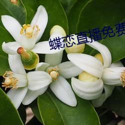 蝶戀直播免費下載