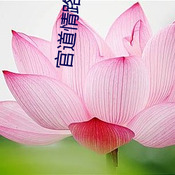 官道情路小说 （高甲戏）
